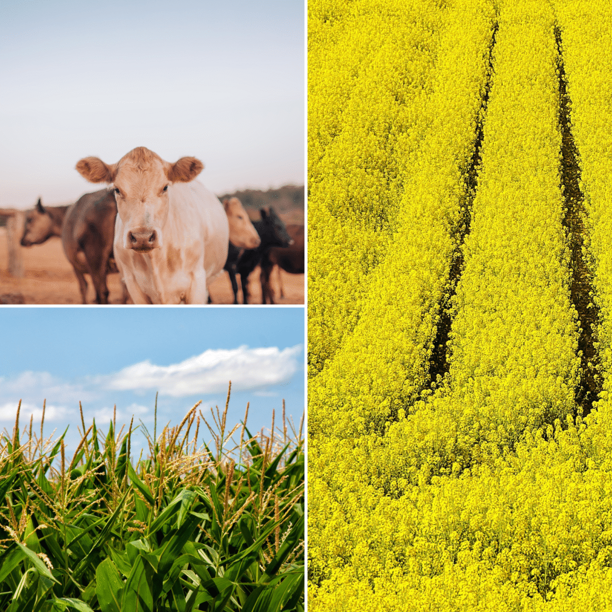 The impact of Trump’s tariff war on Virginia farmers